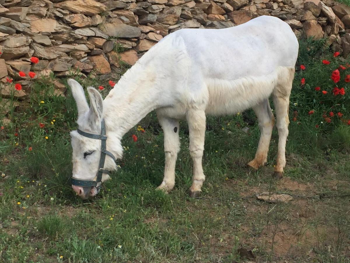 Гостьовий будинок Reul Alto Cortijos Rurales Laroya Екстер'єр фото
